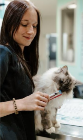 woman feeding treat to a cat